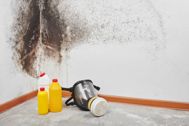 Best Attic Mold Removal  in Lakeview, MI