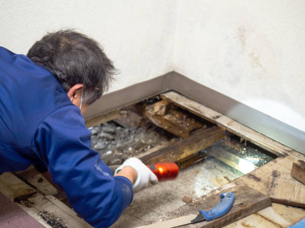 Best Mold Cleaning Services  in Lakeview, MI