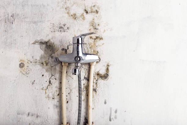 Best Certified Mold Removal  in Lakeview, MI