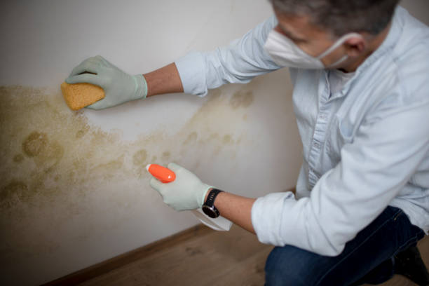 Best Mold Remediation Services  in Lakeview, MI