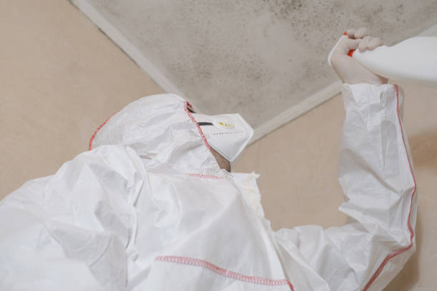 Certified Mold Removal in Lakeview, MI