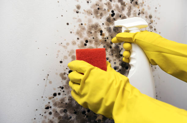 Best Black Mold Removal  in Lakeview, MI