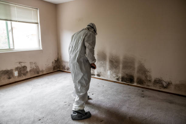 Best Certified Mold Removal  in Lakeview, MI