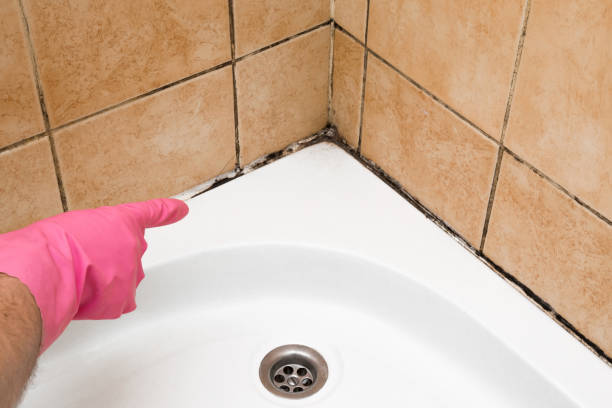 Mold Testing and Removal in Lakeview, MI
