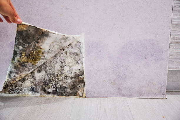Best Office Mold Removal Services  in Lakeview, MI
